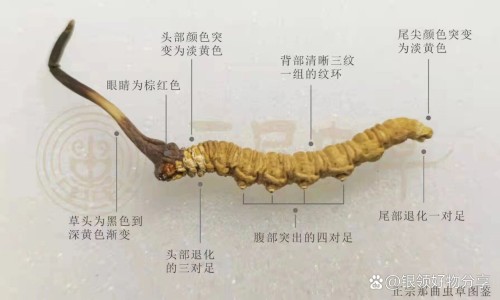 雪莲子白木耳的功效-专业白木雪耳百合莲子羹平台-雪耳莲子汤功效